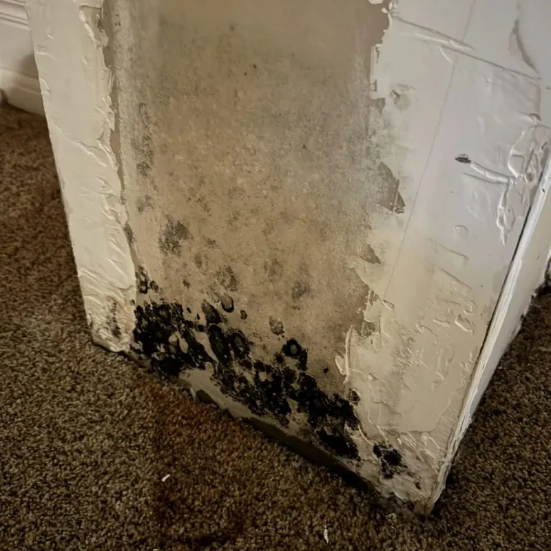 Professional Mold Removal in Raymond, NH